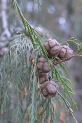 Cupressus cashmeriana
