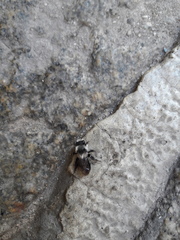 Andrena cineraria