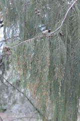 Cupressus cashmeriana