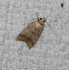 Heteroteucha anthodora