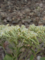 Stevia trifida