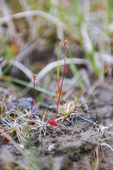 Micranthes foliolosa
