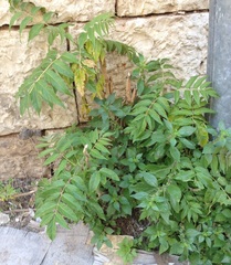 Ailanthus altissima