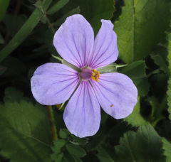 Erodium gruinum
