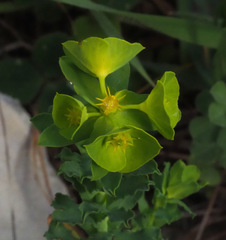 Euphorbia reuteriana