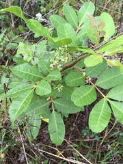 Anacardiaceae