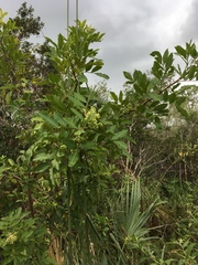 Anacardiaceae