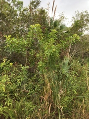 Anacardiaceae