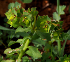 Euphorbia reuteriana