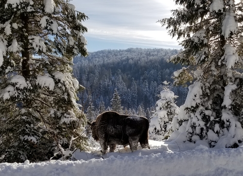 European Wisent
