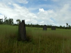 Amitermes meridionalis