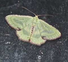 Metallochlora lineata