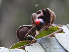 Ormosia antioquensis