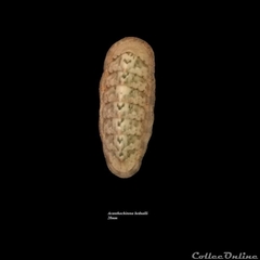 Rhyssoplax bednalli