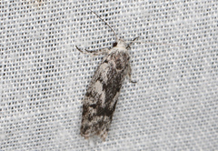 Lichenaula onychotypa