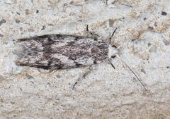 Lichenaula onychotypa