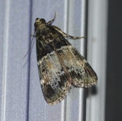 Orthaga atribasalis
