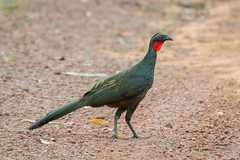 Rusty-Margined Guan photo 5