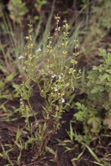 Salvia stenophylla
