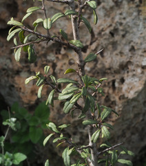Rhamnus punctata