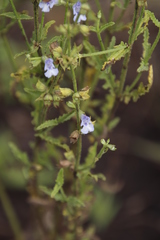 Salvia stenophylla