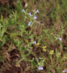 Salvia stenophylla