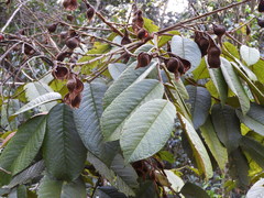 Ormosia antioquensis