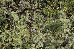 Salvia stenophylla