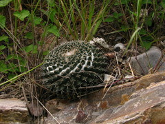 Mammillaria pseudocrucigera