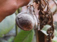 Ormosia antioquensis