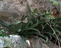 Vagaria parviflora
