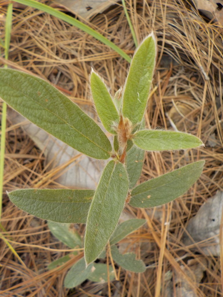 Eriosema pulchellum