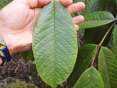 Ormosia antioquensis