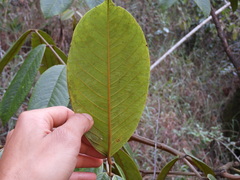 Ormosia antioquensis