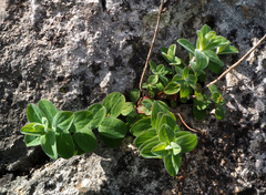 Hypericum lanuginosum