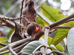 Ormosia antioquensis