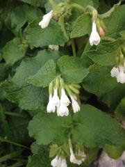 Symphytum brachycalyx