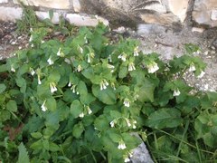 Symphytum brachycalyx