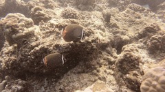 Chaetodon collare