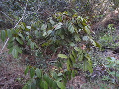 Ormosia antioquensis