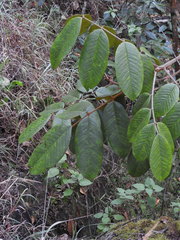 Ormosia antioquensis