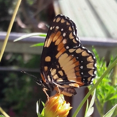 Chlosyne lacinia saundersi