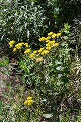 Helichrysum cooperi