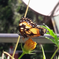 Chlosyne lacinia saundersi
