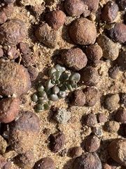Dudleya brevifolia