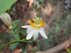 Passiflora arborea