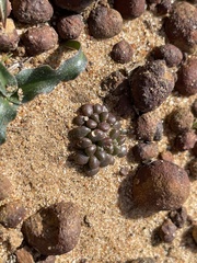 Dudleya brevifolia