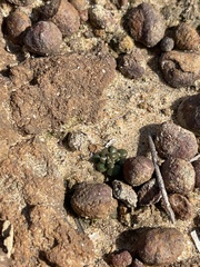 Dudleya brevifolia