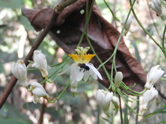 Passiflora arborea