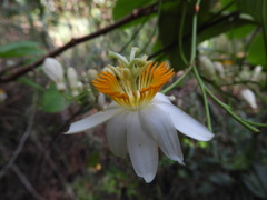 Passiflora arborea